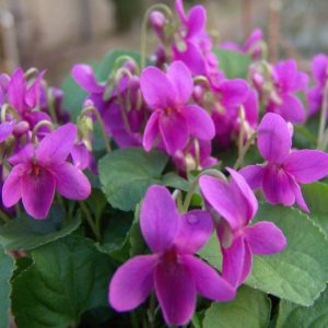 odorata Melanie-0