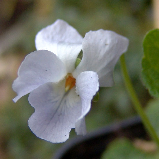 odorata Reine de Neige-0