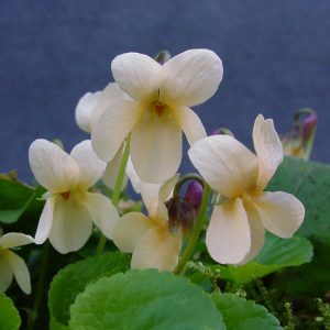 odorata Sulphurea-0