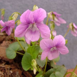 rupestris Rosea-0