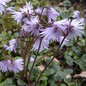 Soldanella carpatica