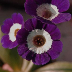 x auricula Atlantic-0