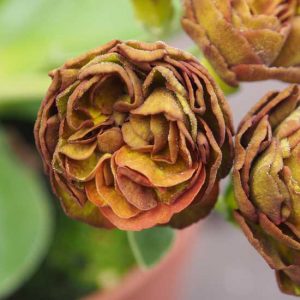 x auricula Avon Khaki-0