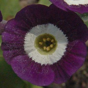 x auricula Blue Fire-0