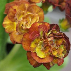 x auricula Brimstone and Treacle-0