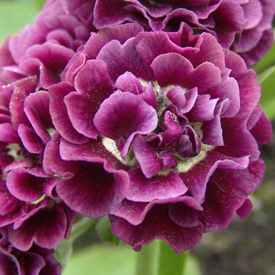 x auricula Camelot-0