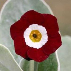 x auricula Denise-0