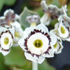 x auricula Die graue Eminenz JP-0