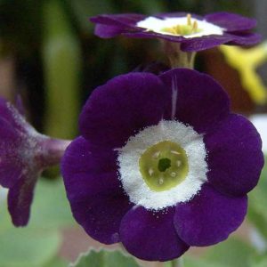 x auricula Everest Blue-0