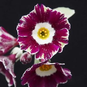 x auricula Fancy Pants-0