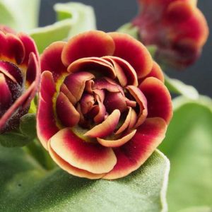 x auricula Fitzroy-0