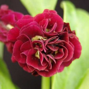 x auricula Forest Bordeaux-0