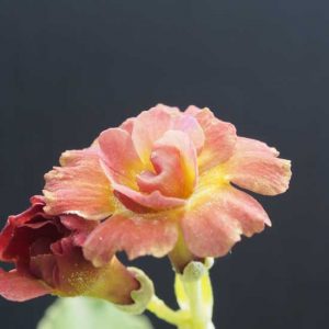 x auricula Forest Coffee-0