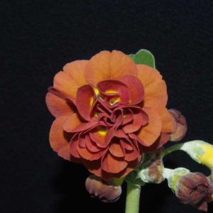 x auricula Forest Pecan-0