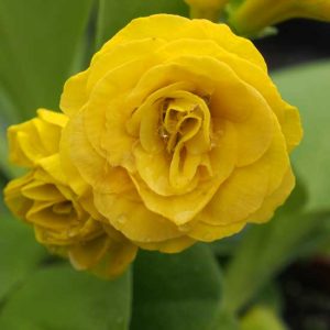 x auricula Forest Sunlight-0
