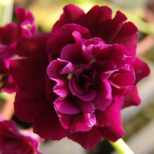 x auricula Friskney-0
