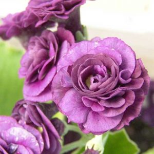 x auricula Gala-0