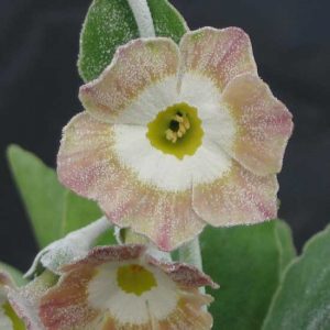 x auricula Ghost Grey-0