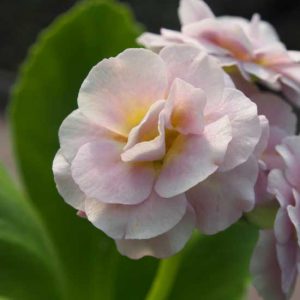 x auricula Grey Ladywood-0