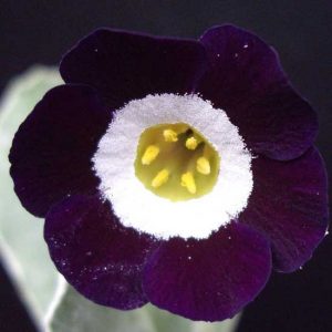 x auricula Jac-0
