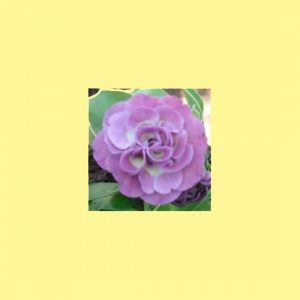 x auricula Lavander and Old Lace-0