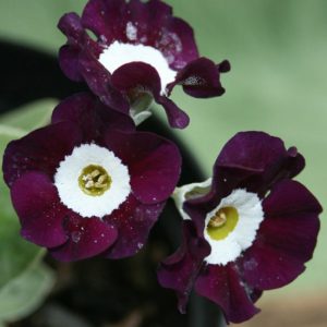 x auricula Lepton Jubilee-0