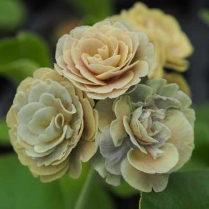 x auricula Limaki-0