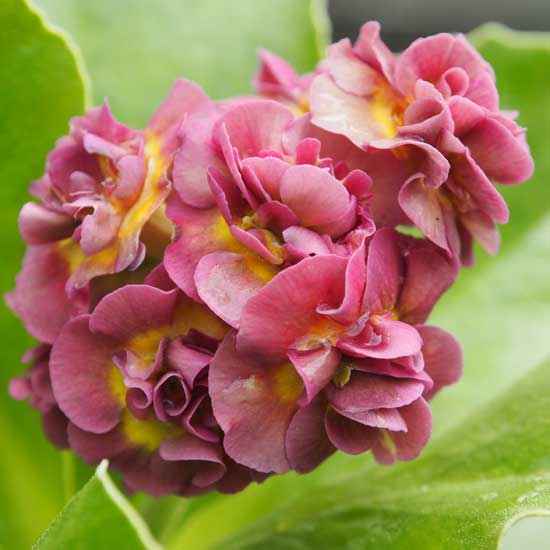 x auricula Lincoln Charm-0