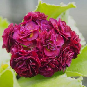 x auricula Lincoln Consort-0