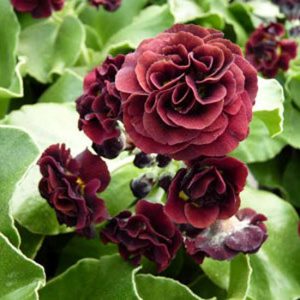 x auricula Louisa-0