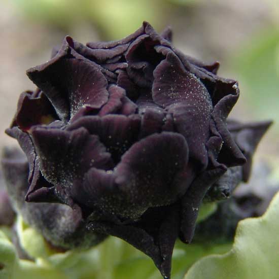 x auricula Purple Patch-0