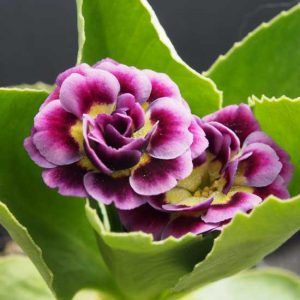 x auricula Mermaid-0