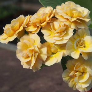 x auricula Mr Bojangles-0
