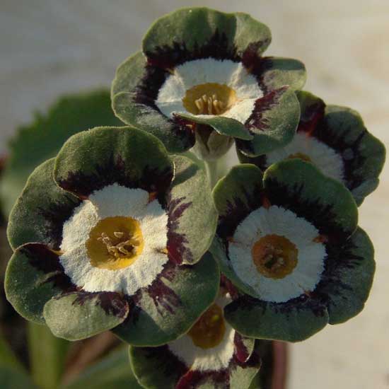 x auricula Oban-0