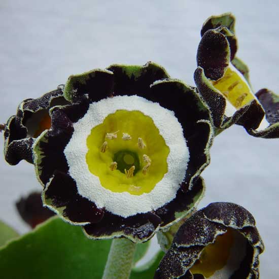 x auricula Orb-0