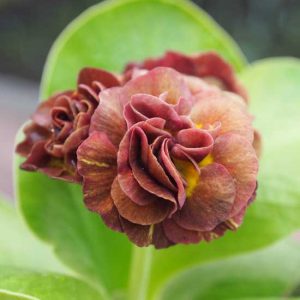 x auricula Passendale-0