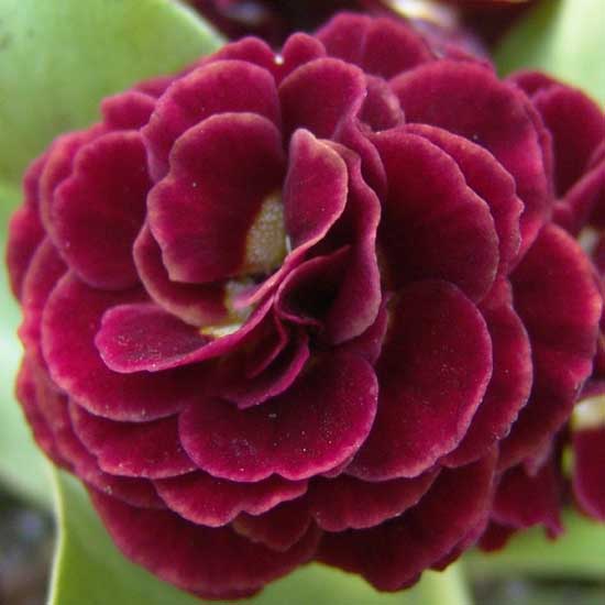 x auricula Pegasus-0