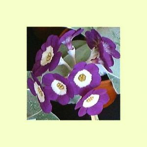 x auricula Prince Bishops-8269