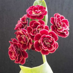 x auricula Prometheus-0