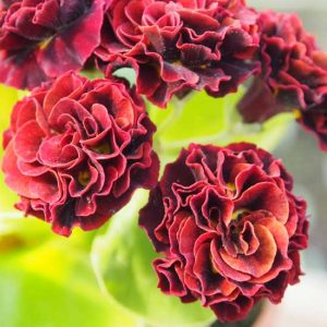 x auricula Raoul-0