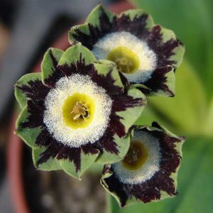x auricula Ray's Anna-0