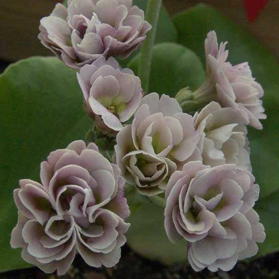 x auricula Sea Mist-0