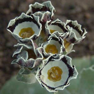 x auricula Sherwood-0