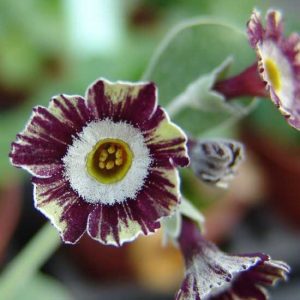x auricula Tim's Fancy-0