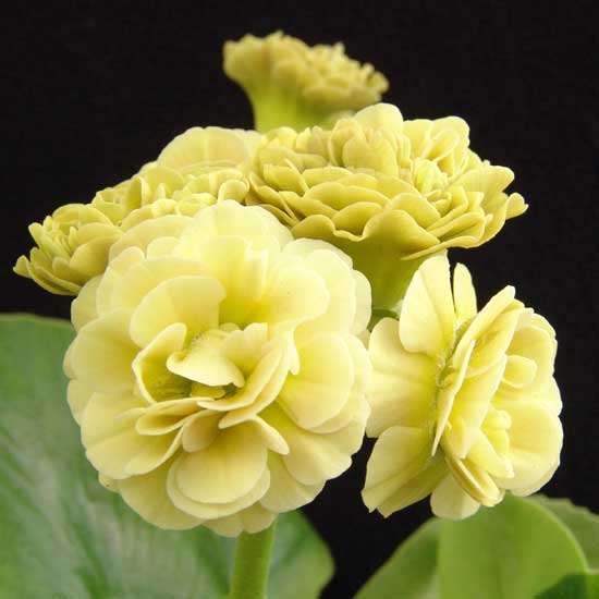 x auricula Wandas Moonlight-0