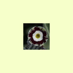 x auricula X2 -Green and Black-0