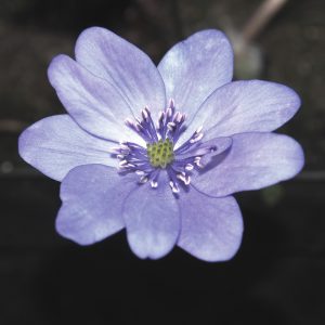 Hepatica transsilvanica Silberregen JP