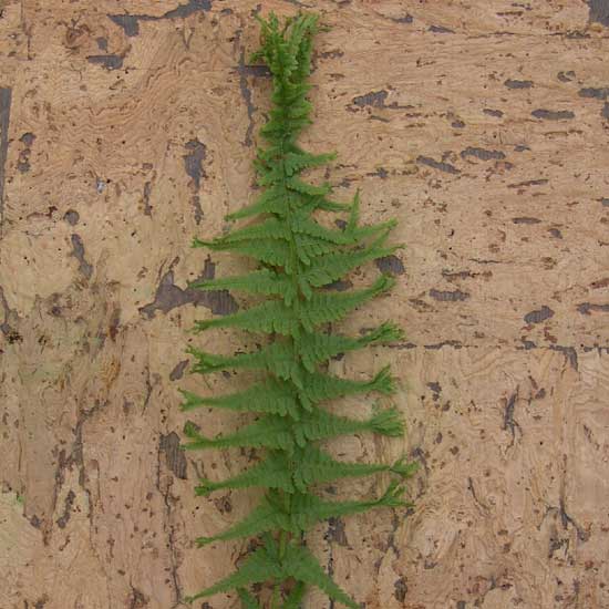 filix-femina Victoriae-0