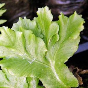 scolopendrium Cristata-0