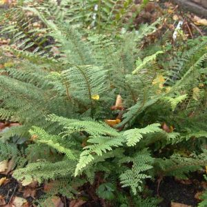 setiferum Dahlem-0